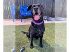 Labrador Retriever Mix DOG FOR ADOPTION RGADN-1388622 - Smokey - Labrador