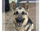 German Shepherd Dog Mix DOG FOR ADOPTION RGADN-1388797 - Cinnamon - German