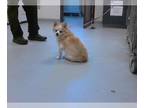 Pomeranian DOG FOR ADOPTION RGADN-1388838 - A415099 - Pomeranian (medium coat)