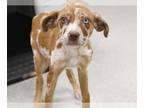 Catahoula Leopard Dog DOG FOR ADOPTION RGADN-1388916 - SALLY - Catahoula Leopard