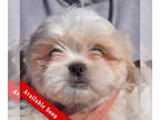 Shinese DOG FOR ADOPTION RGADN-1388950 - Lilo - Shih Tzu / Pekingese / Mixed