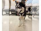 Siberian Husky DOG FOR ADOPTION RGADN-1389033 - *GISLA - Siberian Husky (medium