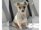 Poodle (Miniature) Mix DOG FOR ADOPTION RGADN-1389057 - BUDDY - Poodle