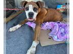 Boxer DOG FOR ADOPTION RGADN-1389085 - BRUNO - Boxer (medium coat) Dog For