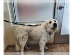 Great Pyrenees DOG FOR ADOPTION RGADN-1389130 - ROSE - Great Pyrenees (long