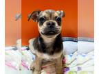 Pug Mix DOG FOR ADOPTION RGADN-1389184 - CELIA - Pug / Mixed (medium coat) Dog