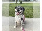 Australian Shepherd DOG FOR ADOPTION RGADN-1389199 - MARLEY - Australian