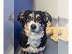 Australian Shepherd Mix DOG FOR ADOPTION RGADN-1389201 - Abby - Australian