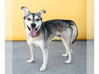 Alaskan Klee Kai-Siberian Husky Mix DOG FOR ADOPTION RGADN-1389307 - RAY -