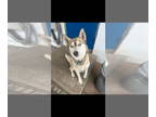 Mix DOG FOR ADOPTION RGADN-1389402 - Luna - Husky (medium coat) Dog For