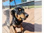 Collie DOG FOR ADOPTION RGADN-1389488 - Riddle - Collie / Rottweiler Dog For