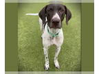 Pointer DOG FOR ADOPTION RGADN-1389628 - SNICKERS - Pointer (medium coat) Dog