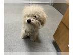 Poodle (Miniature) DOG FOR ADOPTION RGADN-1389750 - DESTINY - Poodle (Miniature)