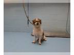 Shih Tzu Mix DOG FOR ADOPTION RGADN-1389796 - A538835 - Shih Tzu / Mixed (medium