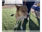 Siberian Husky Mix DOG FOR ADOPTION RGADN-1390120 - CJ - Siberian Husky / Mixed