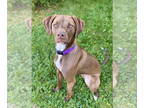 German Shorthaired Pointer DOG FOR ADOPTION RGADN-1390173 - Alfie - German