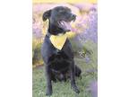 Andy, Labrador Retriever For Adoption In Plainville, Connecticut