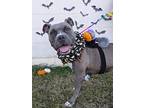 Hips Don't Lie, American Pit Bull Terrier For Adoption In Richmond, Virginia