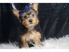 Yorkshire Terrier Puppy for sale in Fort Wayne, IN, USA