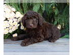 Labradoodle PUPPY FOR SALE ADN-840611 - Ruby