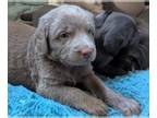 Weimaraner PUPPY FOR SALE ADN-840614 - Weimaraner pups