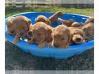 Golden Retriever PUPPY FOR SALE ADN-840810 - Golden retriever puppies