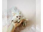 Chihuahua PUPPY FOR SALE ADN-840738 - Puppies