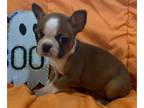 Boston Terrier PUPPY FOR SALE ADN-840625 - FAWN boston terrier