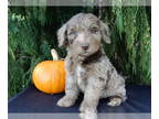 Labradoodle PUPPY FOR SALE ADN-840618 - Barney