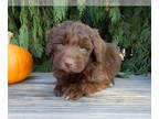 Labradoodle PUPPY FOR SALE ADN-840615 - Dallas