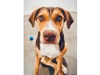 Adopt Merida - Wonderful Family Dog! a Brown/Chocolate - with Tan Hound (Unknown