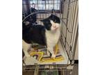 Adopt Roadrunner a Black & White or Tuxedo Domestic Shorthair / Mixed (short