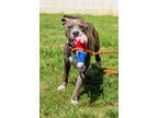 Adopt Mazzie-IN FOSTER a Merle Mixed Breed (Small) / Mixed Breed (Medium) /