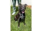 Adopt Liquorice - IN FOSTER a Black Mixed Breed (Small) / Mixed Breed (Medium) /