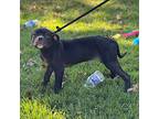 Mia, Labrador Retriever For Adoption In Locust Fork, Alabama