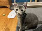 Bobby, Domestic Shorthair For Adoption In Palatine, Illinois