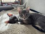 Smokey, Domestic Shorthair For Adoption In Denver, Colorado