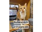 Butterscotch, Domestic Shorthair For Adoption In York, Pennsylvania