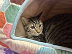 Amira (petsmart Nashua), Domestic Shorthair For Adoption In West Palm Beach