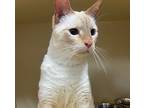 Lucus, Domestic Shorthair For Adoption In Silverdale, Washington