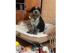 Louis, Terrier (unknown Type, Medium) For Adoption In Irwin, Pennsylvania