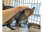 Striper, Domestic Shorthair For Adoption In St. James, Minnesota