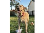 Cooper, Labrador Retriever For Adoption In Columbus, Ohio