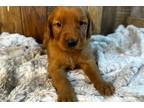 Golden Retriever Puppy for sale in Oklahoma City, OK, USA