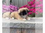 Pekingese PUPPY FOR SALE ADN-840917 - Puck Pekingese