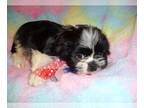 Shih Tzu PUPPY FOR SALE ADN-841132 - SHIHTZUS