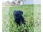 Schnauzer (Standard) PUPPY FOR SALE ADN-840959 - Standard Schnauzer male