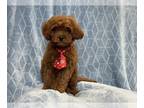 Cavapoo PUPPY FOR SALE ADN-841197 - Yoda