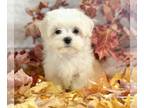 Maltese PUPPY FOR SALE ADN-840921 - Riley