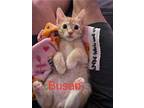 Busan, Domestic Mediumhair For Adoption In San Ramon, California